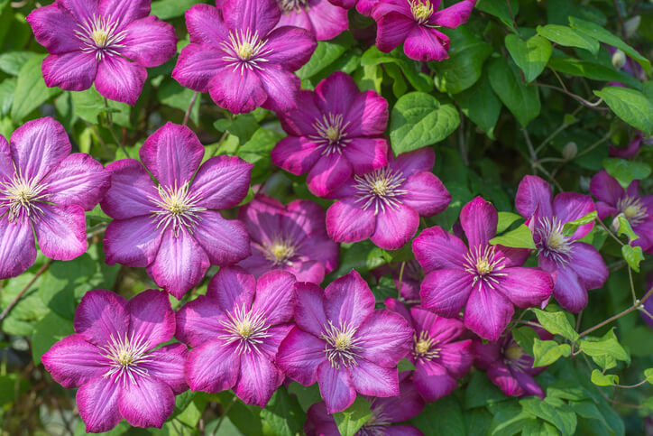 紫色のクレマチス、花びらの質感がわかる画像