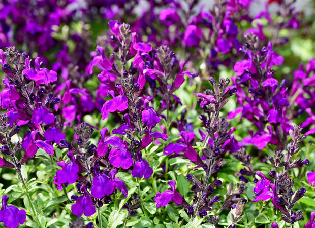 チェリーセージの花のアップ