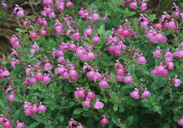 チェリーセージの花穂