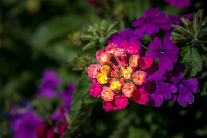 バーベナの花のアップ