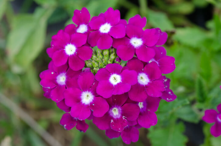 がわかる紫色のバーベナのアップ画像、花の色がわかる