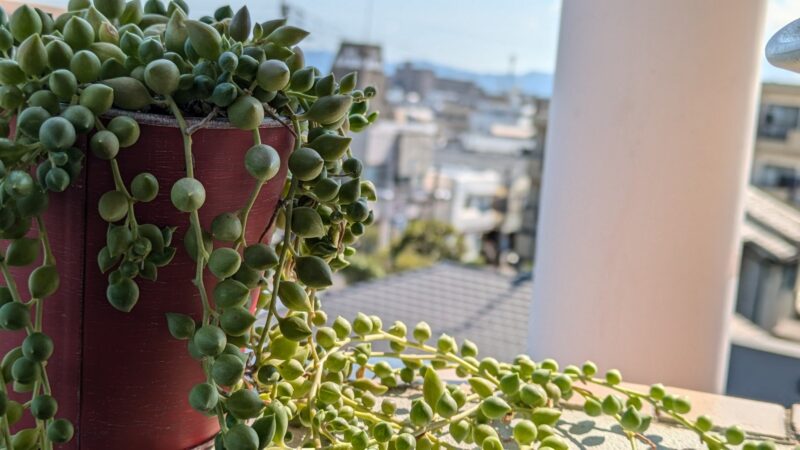 グリーンネックレス