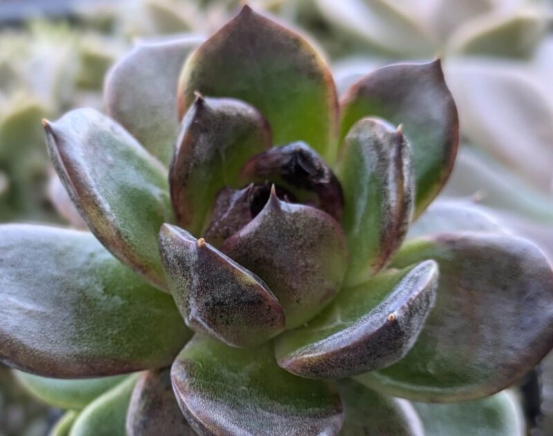 鉢植えのブラッククイーン