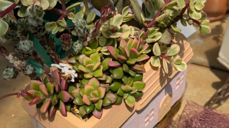 寄せ植え - ポーチュラカリア 桜吹雪 黒兎耳 -