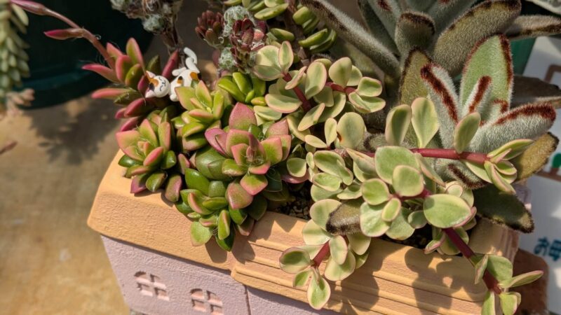 寄せ植え - ポーチュラカリア 桜吹雪 黒兎耳 -