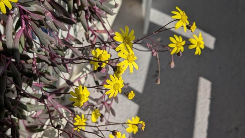 ルビーネックレス