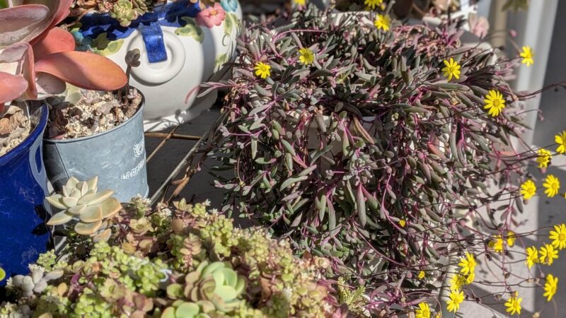 ルビーネックレス