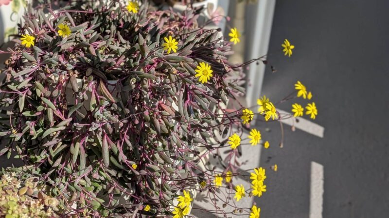 ルビーネックレス