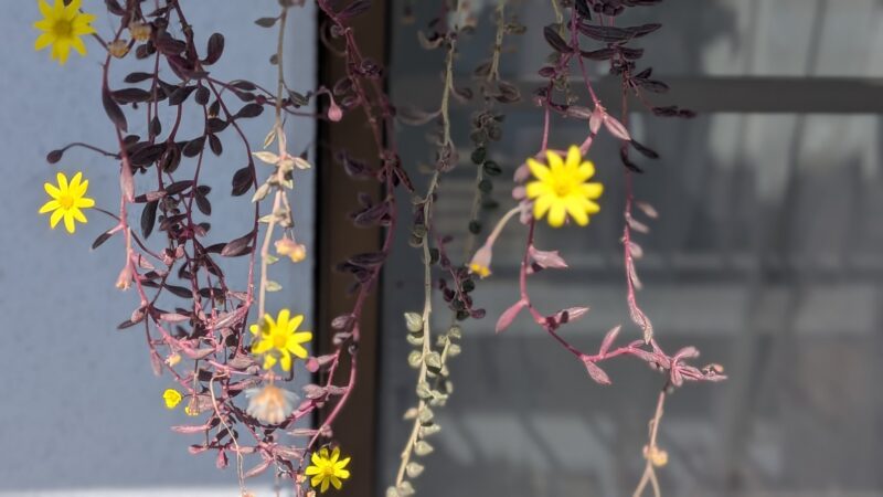 ルビーネックレス