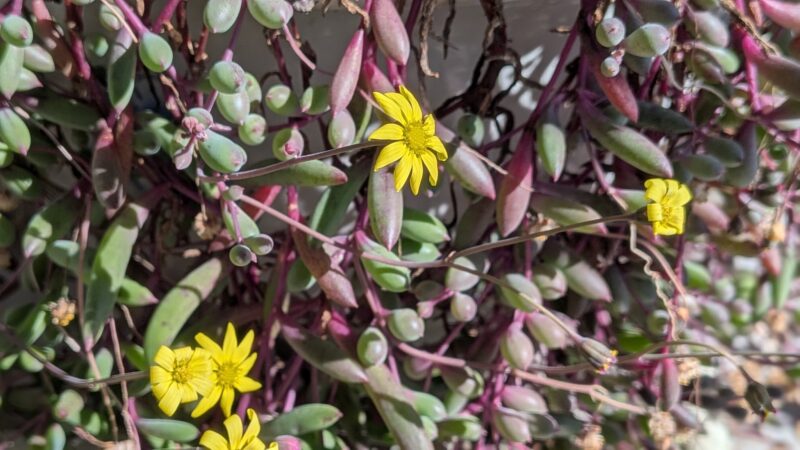 ルビーネックレス