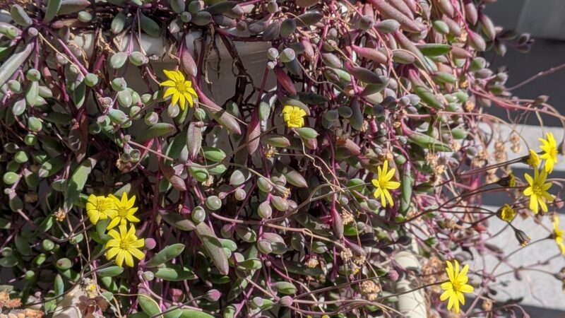 ルビーネックレス