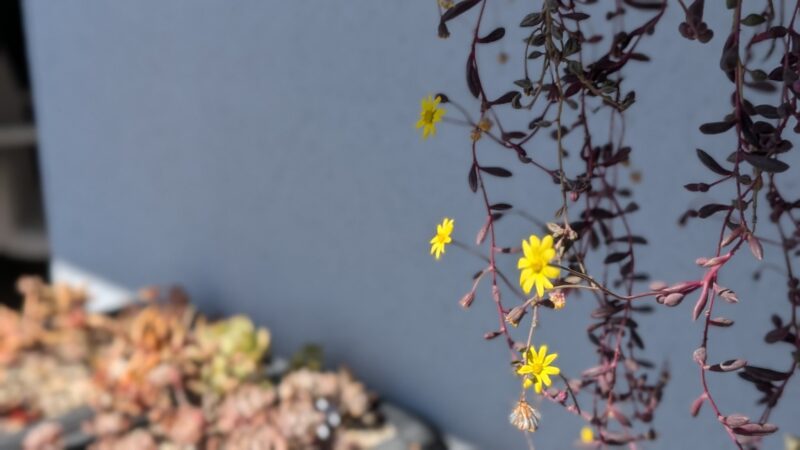 ルビーネックレス