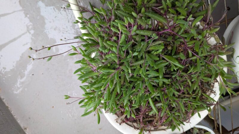 ルビーネックレス