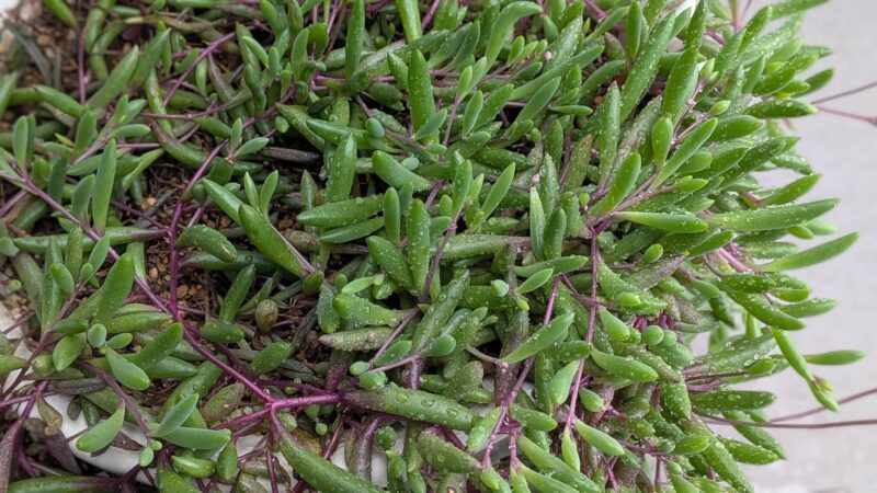 ルビーネックレス