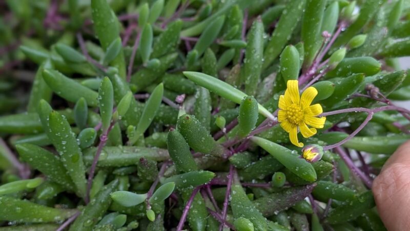 ルビーネックレス