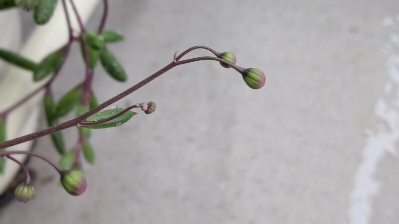 ルビーネックレス