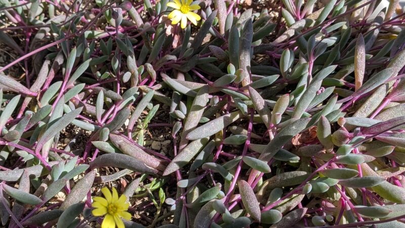 ルビーネックレス