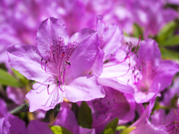 オオムラサキツツジの花の色の画像