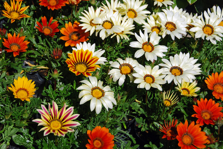 ガザニアの花の色の種類がわかる画像