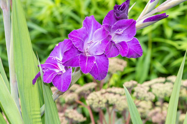 途中から横に伸びて咲く紫色のグラジオラス。葉の先端も分かる画像