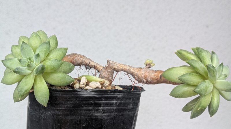 セイバー