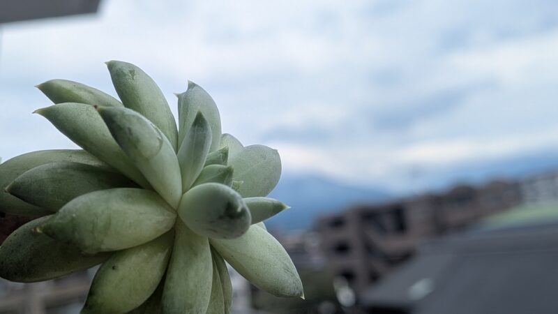 セイバー