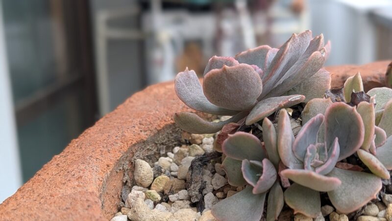 シャビアナ】多肉植物の魅力と育て方：繊細な葉の美しさと独特の成長