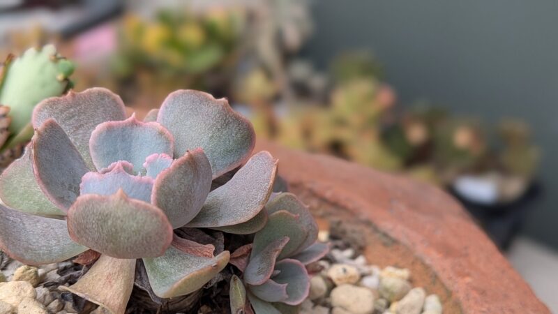 シャビアナ】多肉植物の魅力と育て方：繊細な葉の美しさと独特の成長