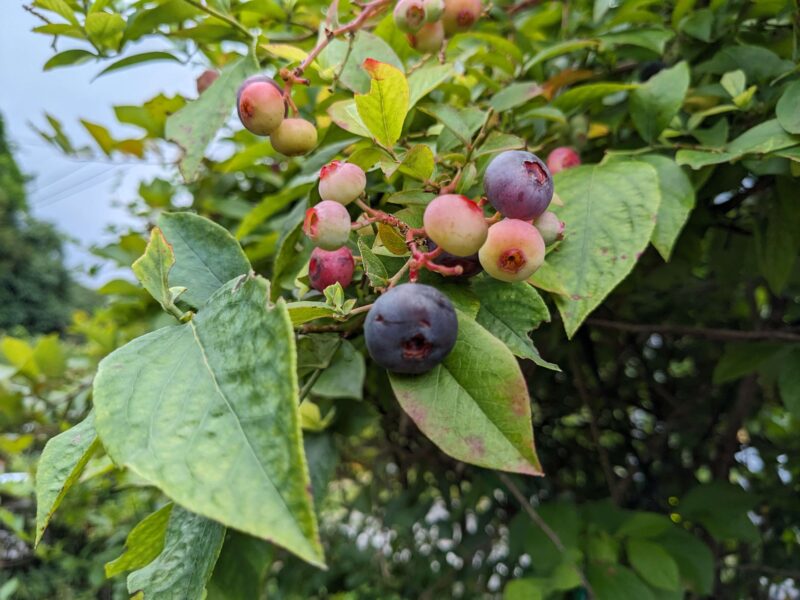 熟れたブルーベリーとこれから大きくなる未熟なブルーベリーの色合い、葉の形も分かる画像