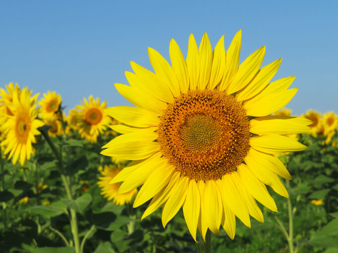 ひまわりの花の色、一般的な鮮やかな黄色の花の色のアップ画像