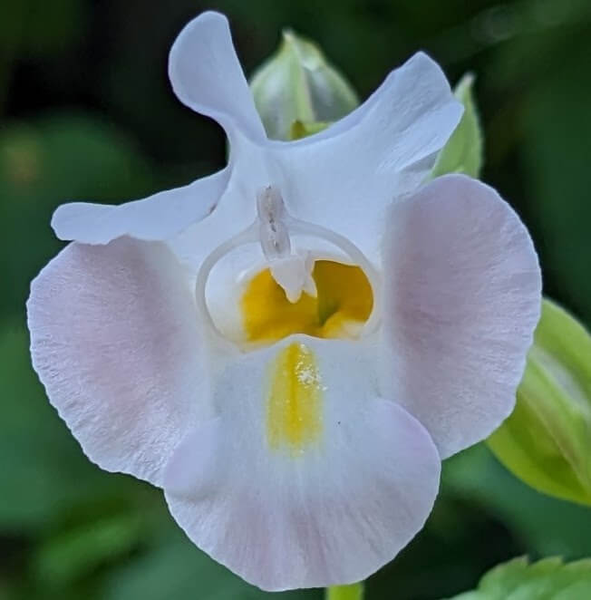 白いトレニアの花のアップ画像