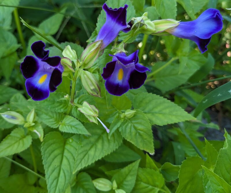 トレニアの花や葉の質感と形がわかるアップ画像