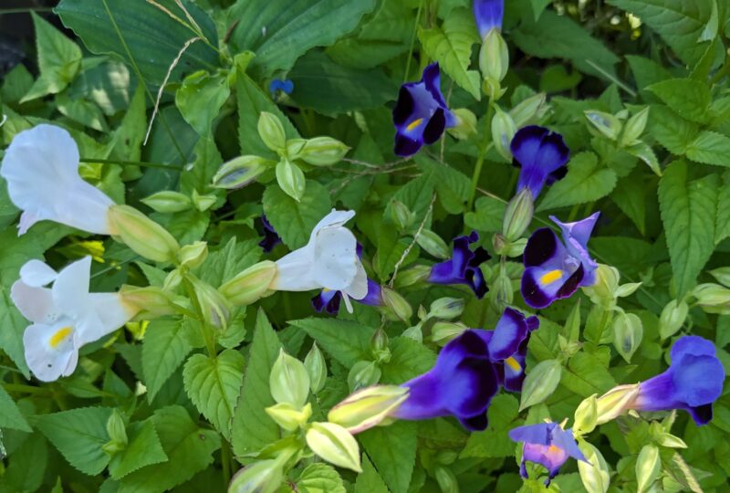 白色のトレニアと青色の花のトレニア、これから咲くつぼみのトレニア画像