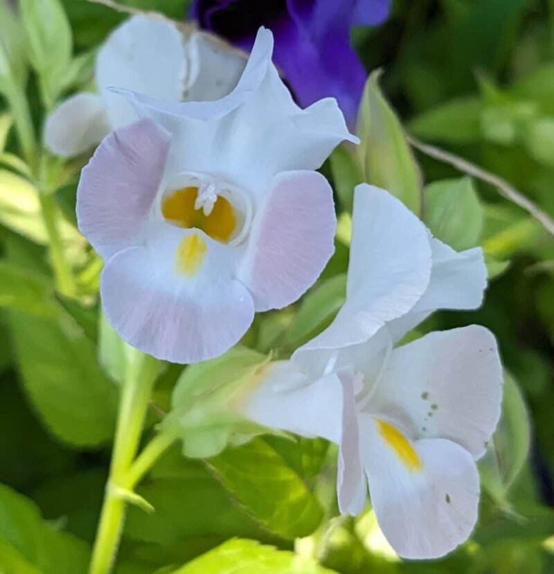 トレニアの白色の花のアップ画像