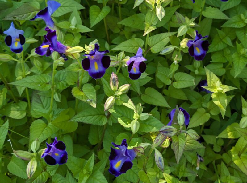 青色のトレニアの花が沢山咲き誇っている画像