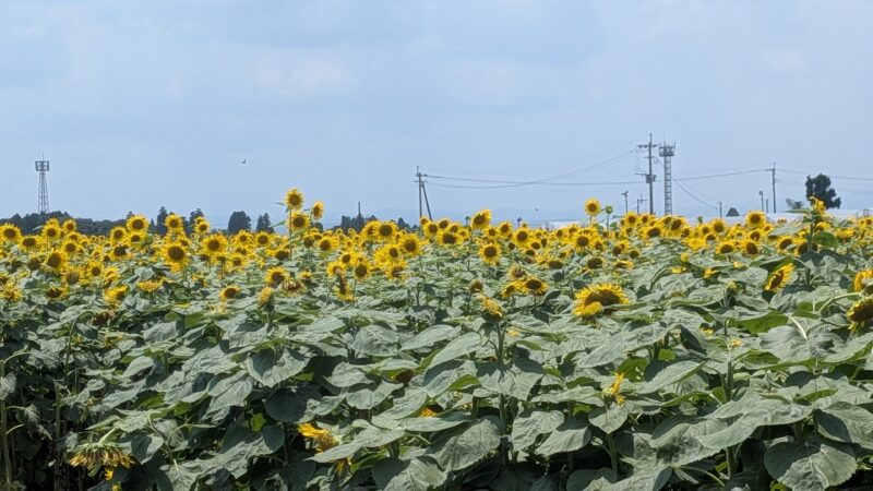 向日葵