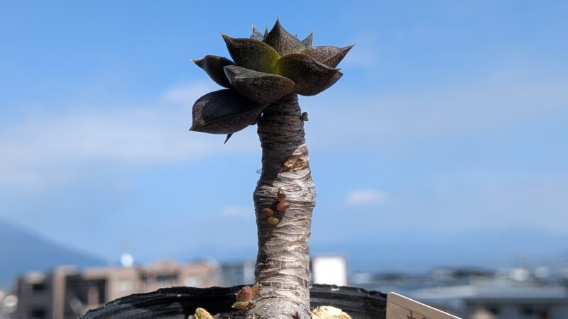 日当たりのよい場所で育つ大和錦