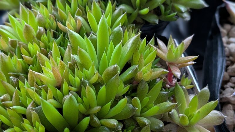 爪蓮華