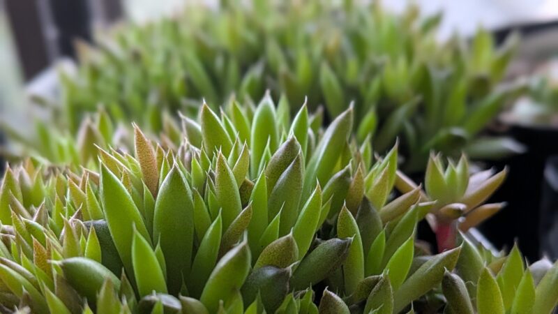 爪蓮華