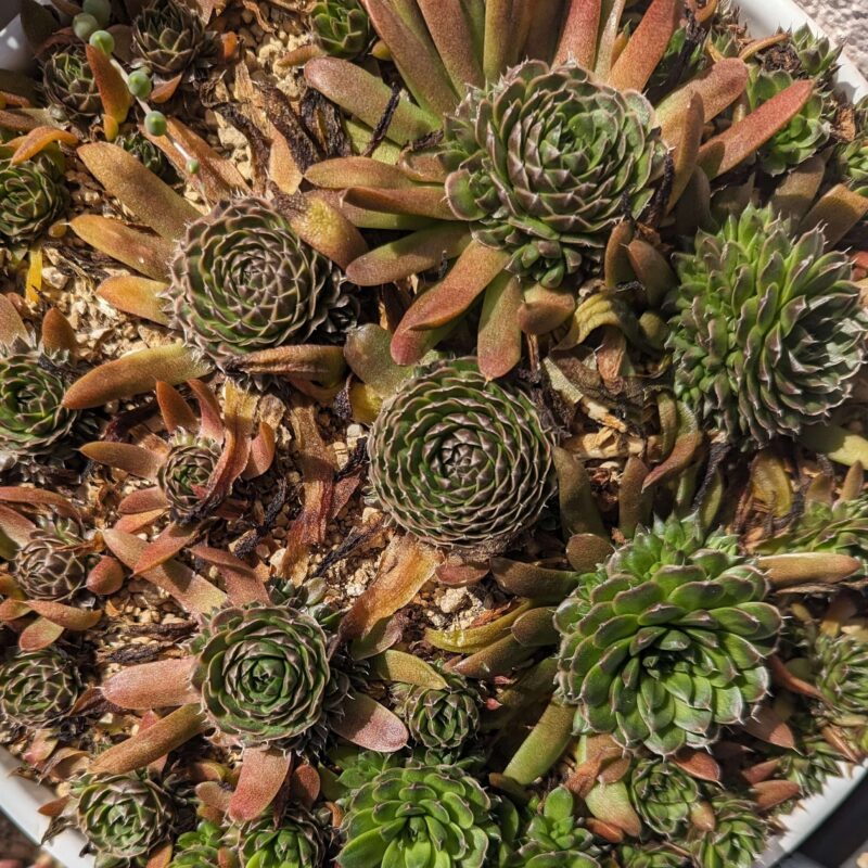 葉を広げ始めたツメレンゲ