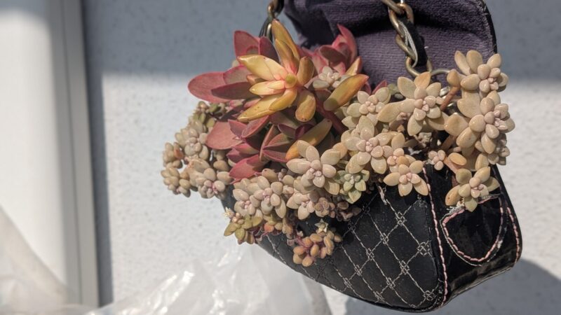 愛染錦、黄麗、姫秋麗