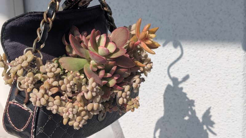 愛染錦、黄麗、姫秋麗