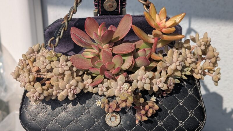 愛染錦、黄麗、姫秋麗