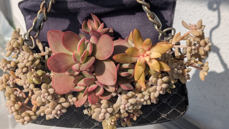 愛染錦、黄麗、姫秋麗