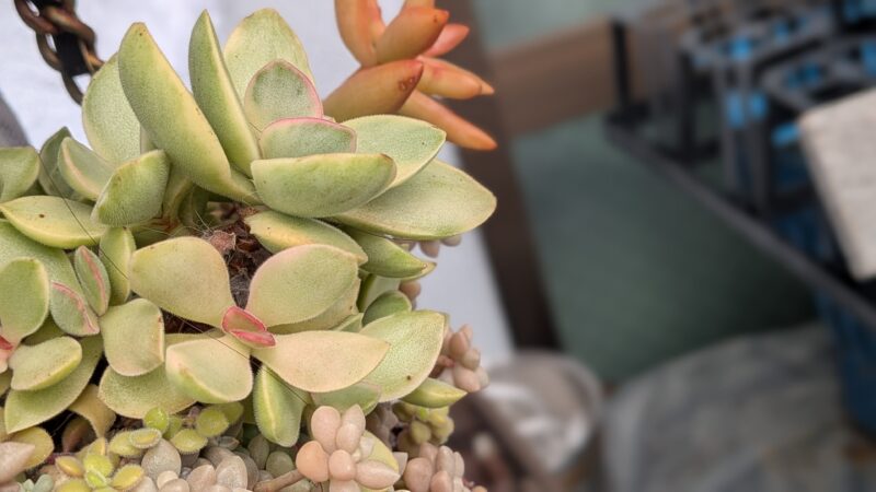 愛染錦