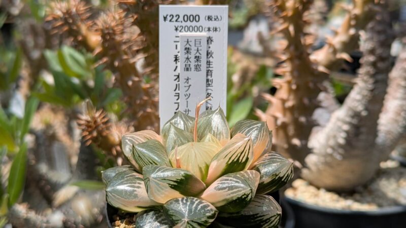 大紫水晶オブツーサ