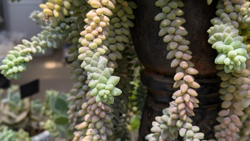 新玉つづり