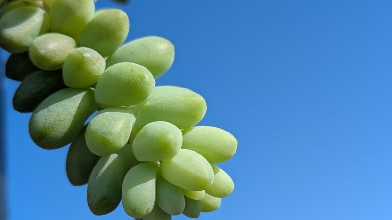 新玉つづり