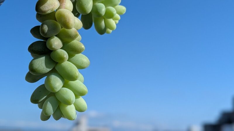 新玉つづり