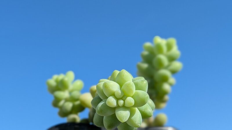 新玉つづり